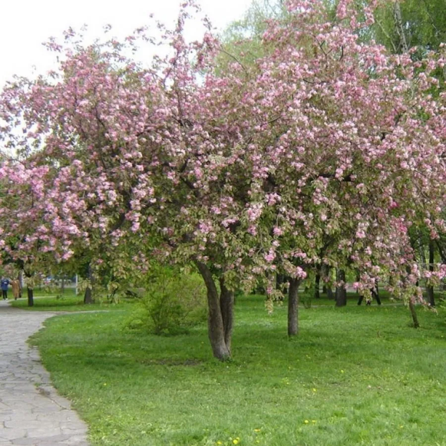 Яблоня Ола