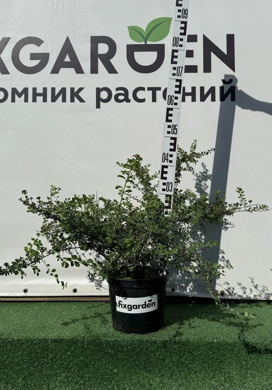 Спирея ниппонская Сноумаунд
