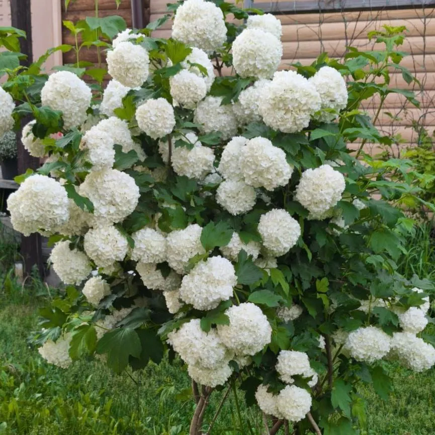 Калина бульденеж (розеум)