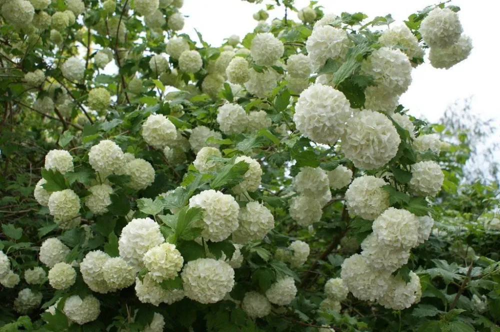 Калина бульденеж