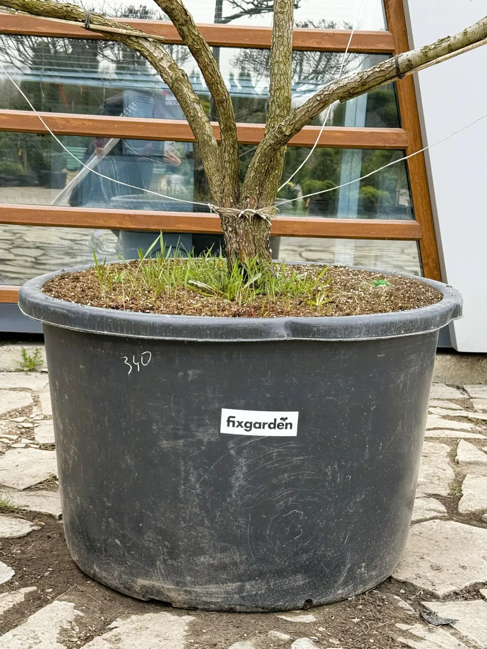 Ниваки Боярышник сливолистный