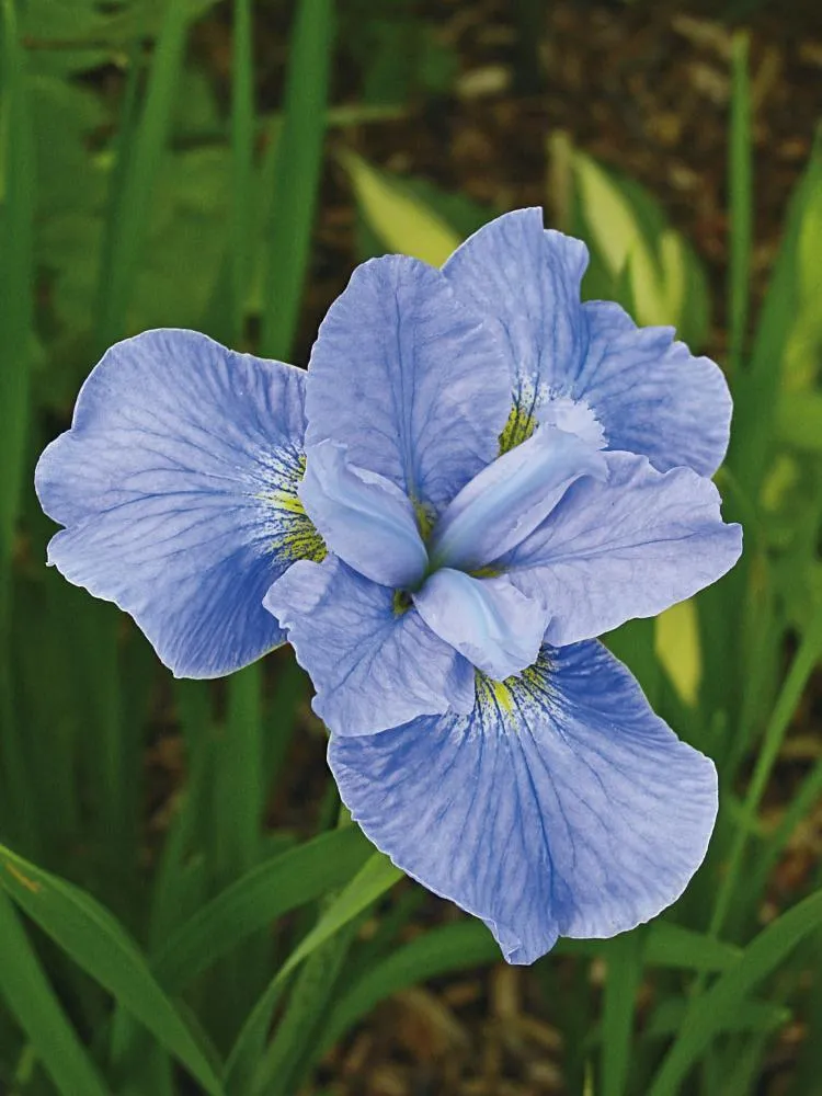 Ирис сибирский Диэ Дилайт