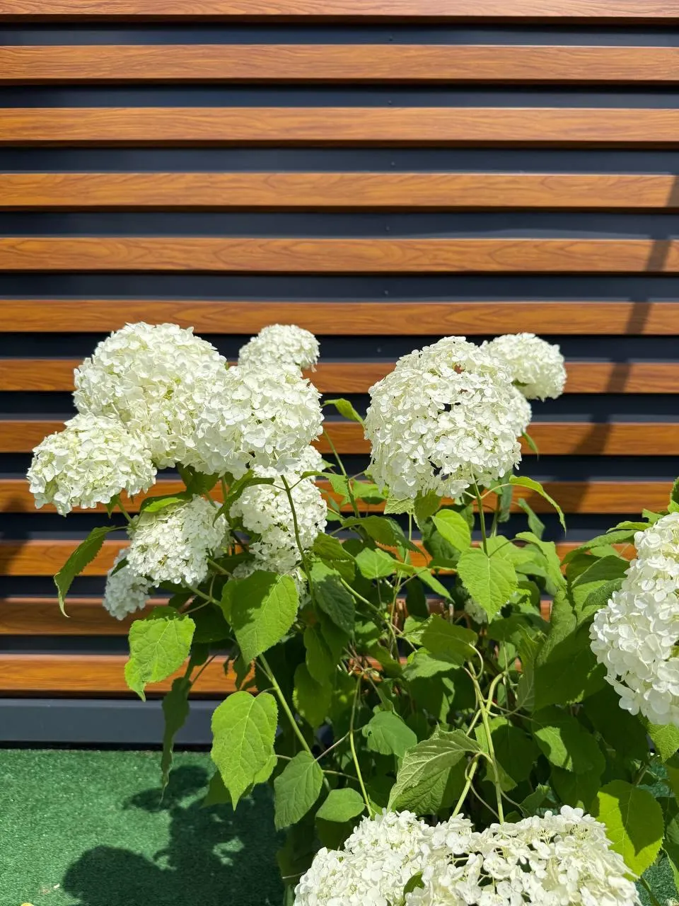 Гортензия древовидная Лайм Рики