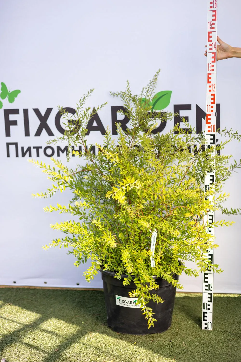 Спирея Серая Грефшайм