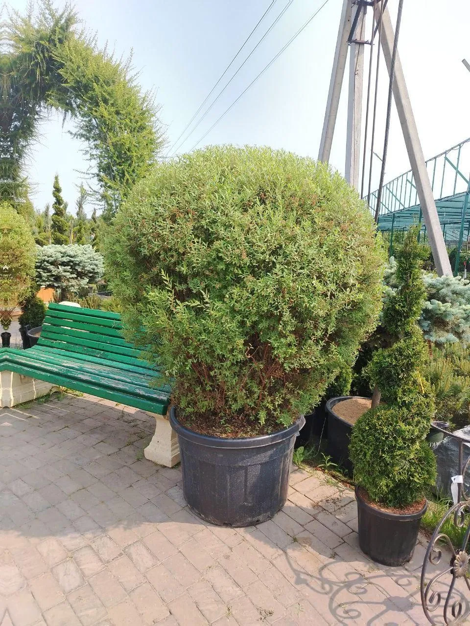 Спирея Серая Грефшайм