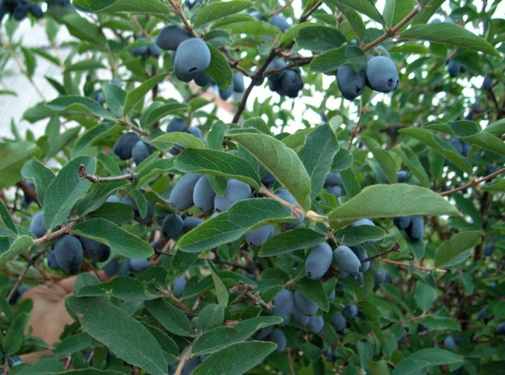 Жимолость Берель