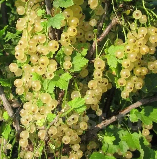 Смородина белая Голландская