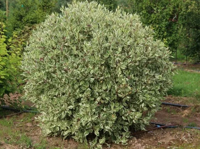 Дерен белый Элегантиссима