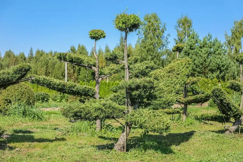 Лиственница Маргилинда