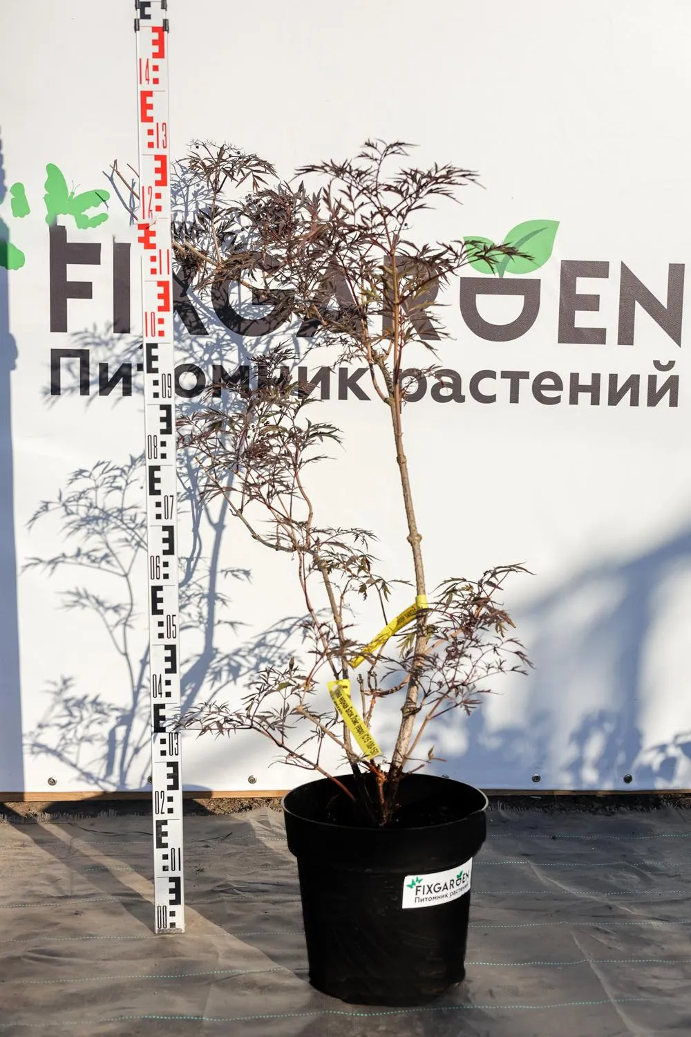Бузина черная Блэк Лэйс