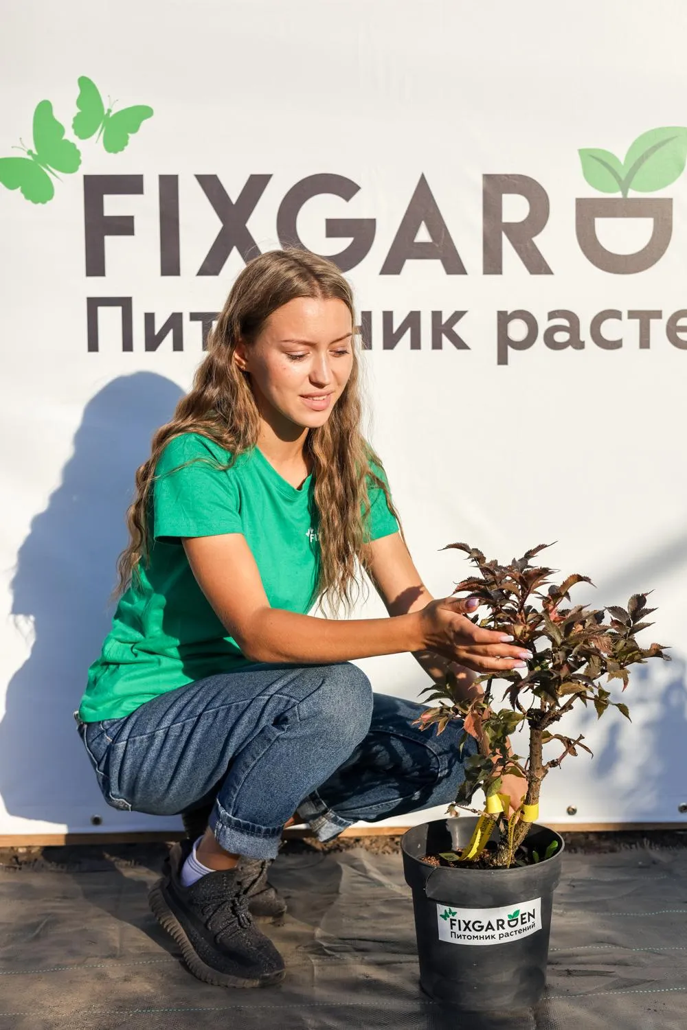 Бузина черная Блэк Тауэр