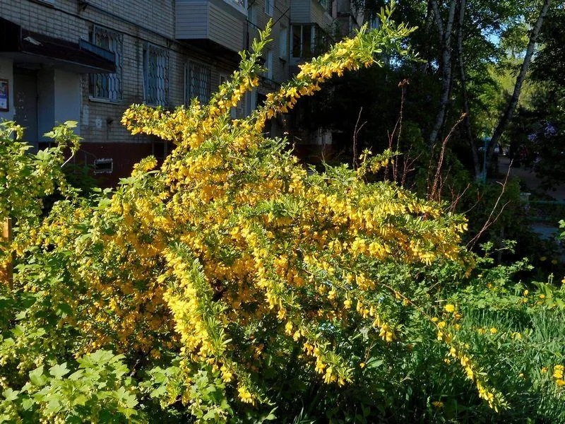 Карагана Уссурийская
