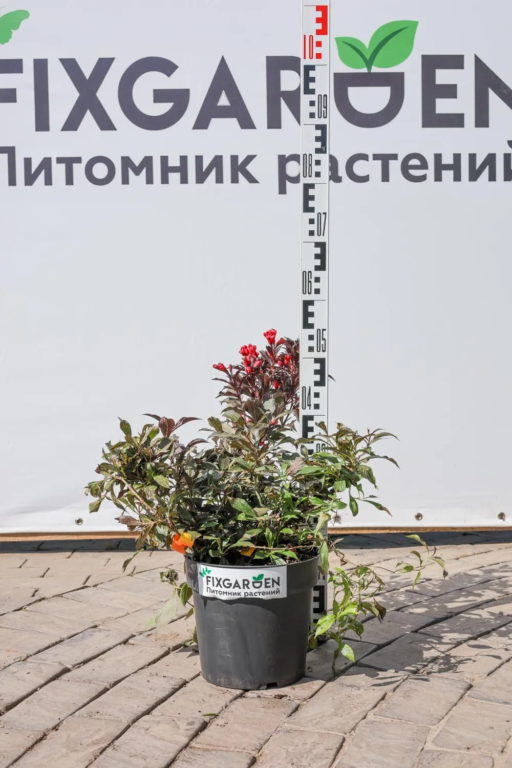 Вейгела Электрик Лав