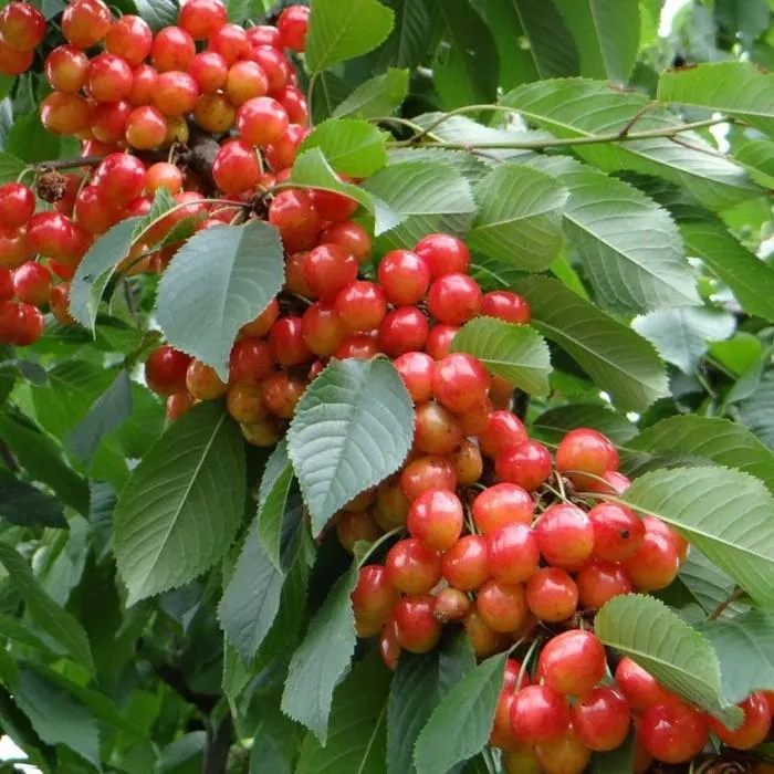 Черешня Гастинец