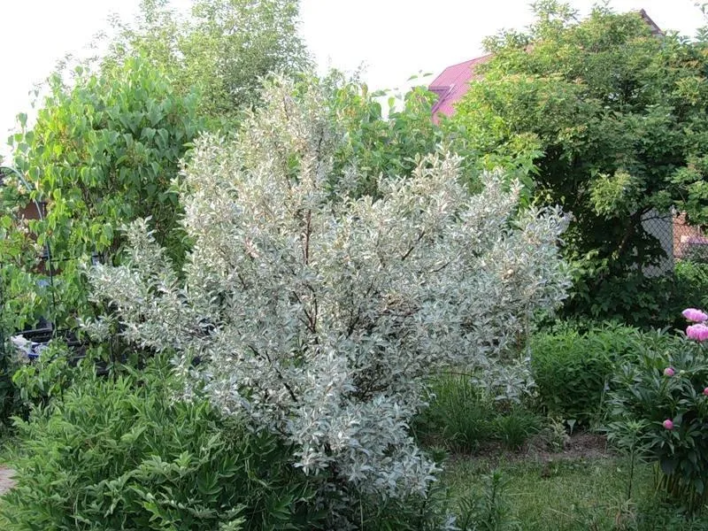 Лох серебристый