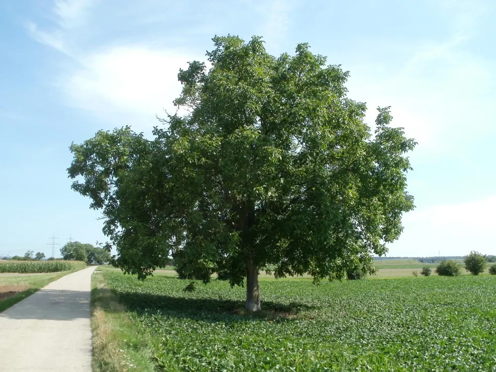 Грецкий орех