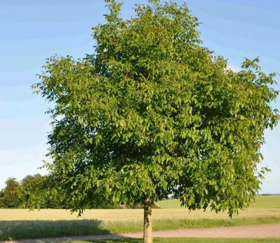 Грецкий орех
