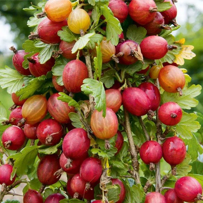 Крыжовник Яркий
