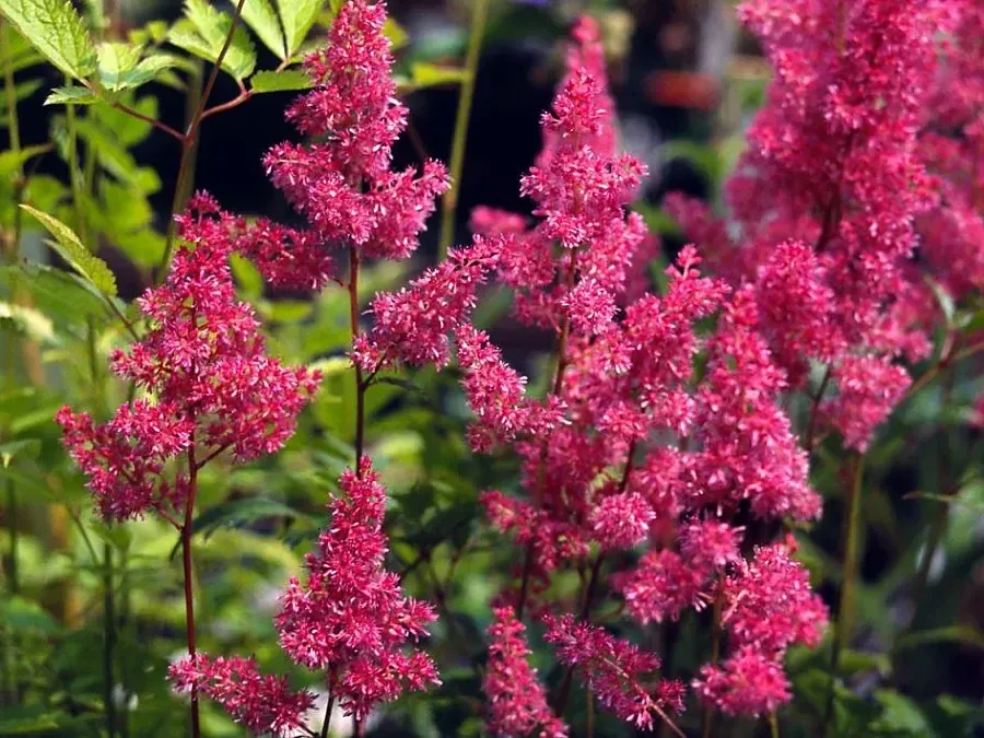 Астильба японская Бремен