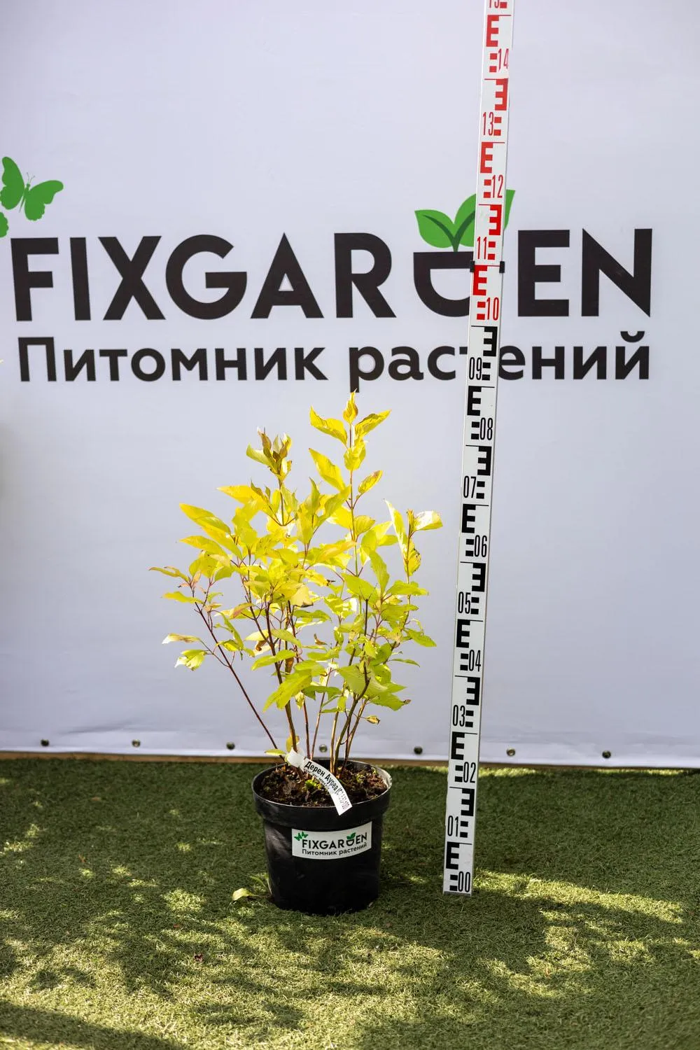 Дерен Ауреа