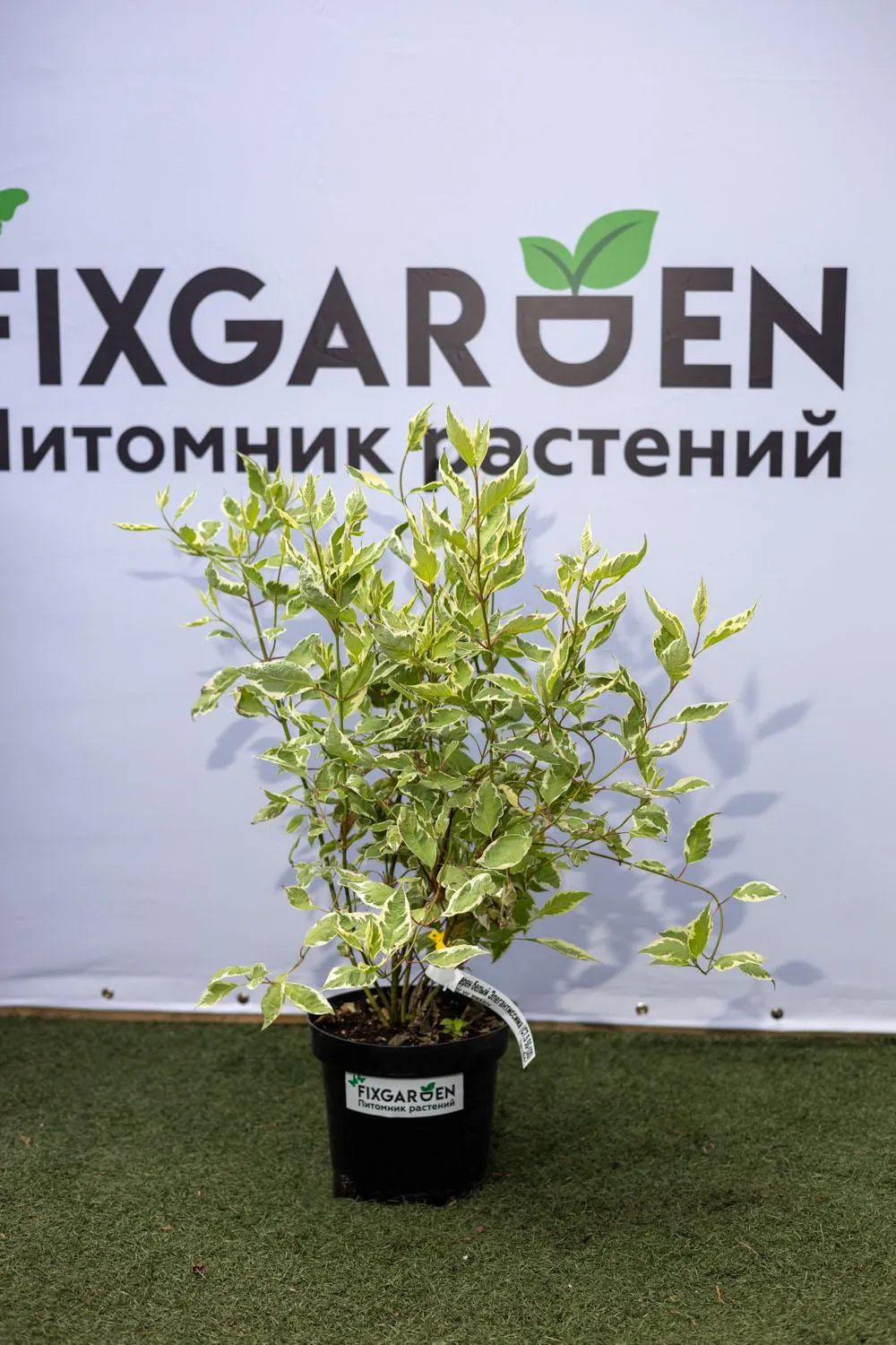 Дерен белый Элегантиссима