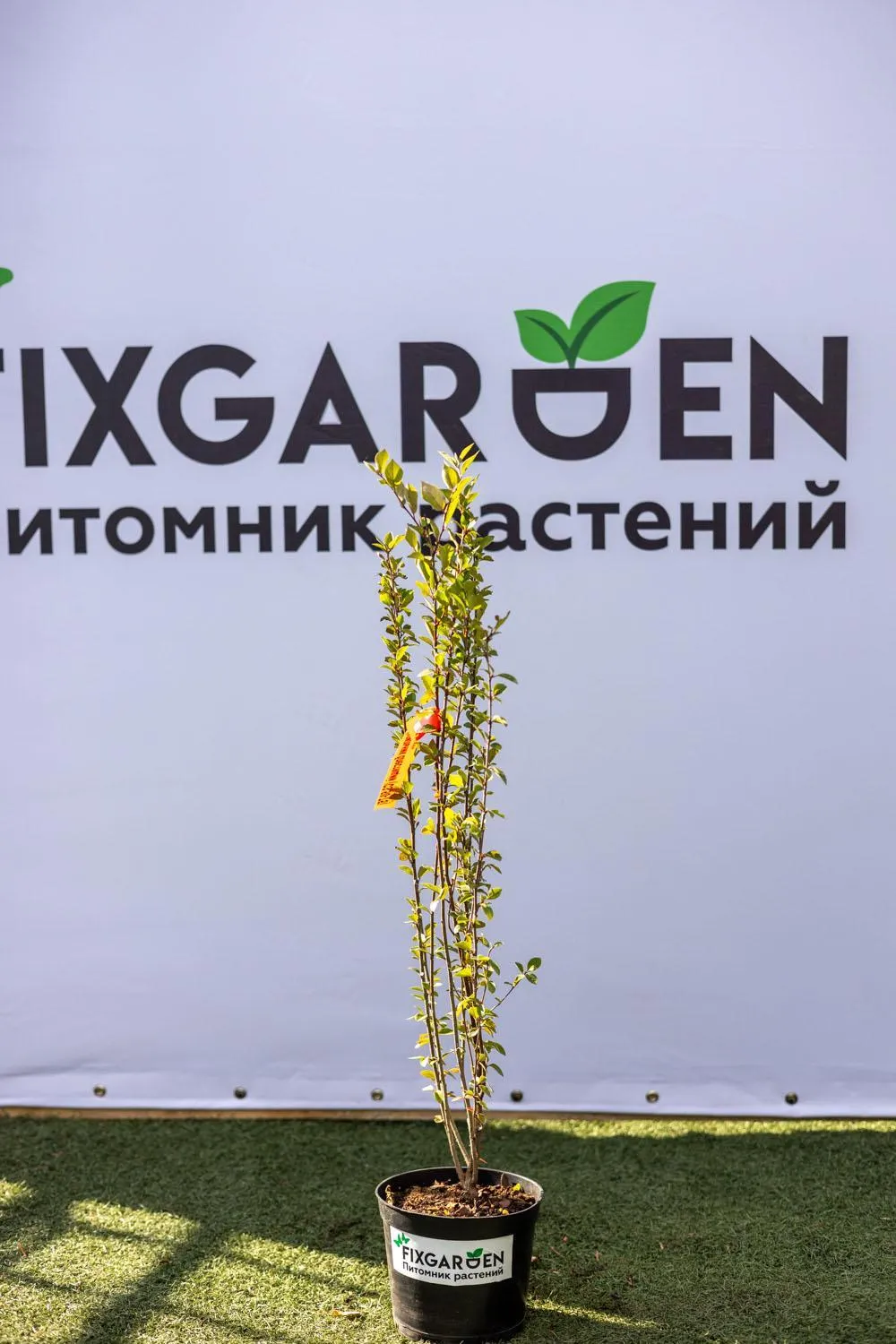 Кизильник блестящий