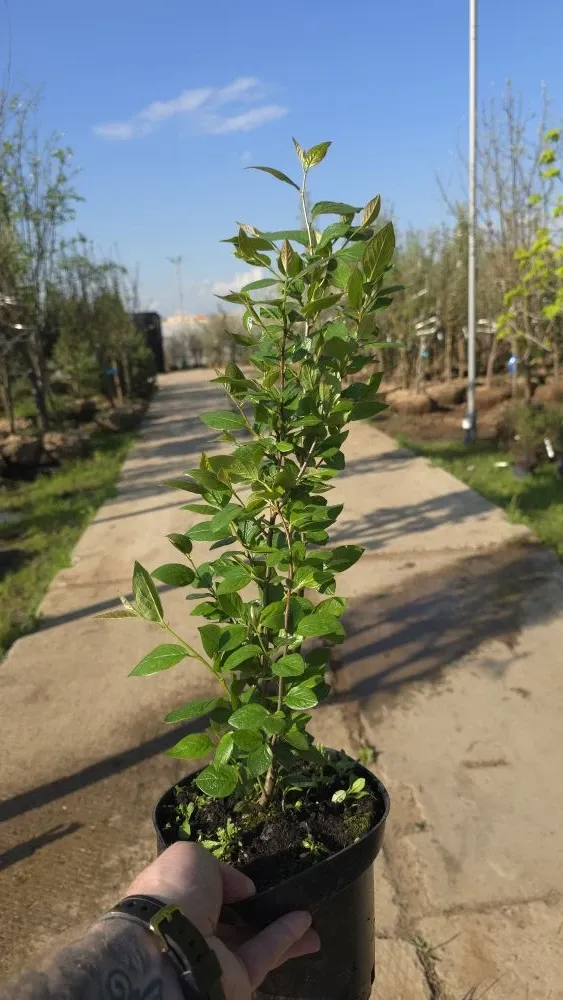 Кизильник блестящий