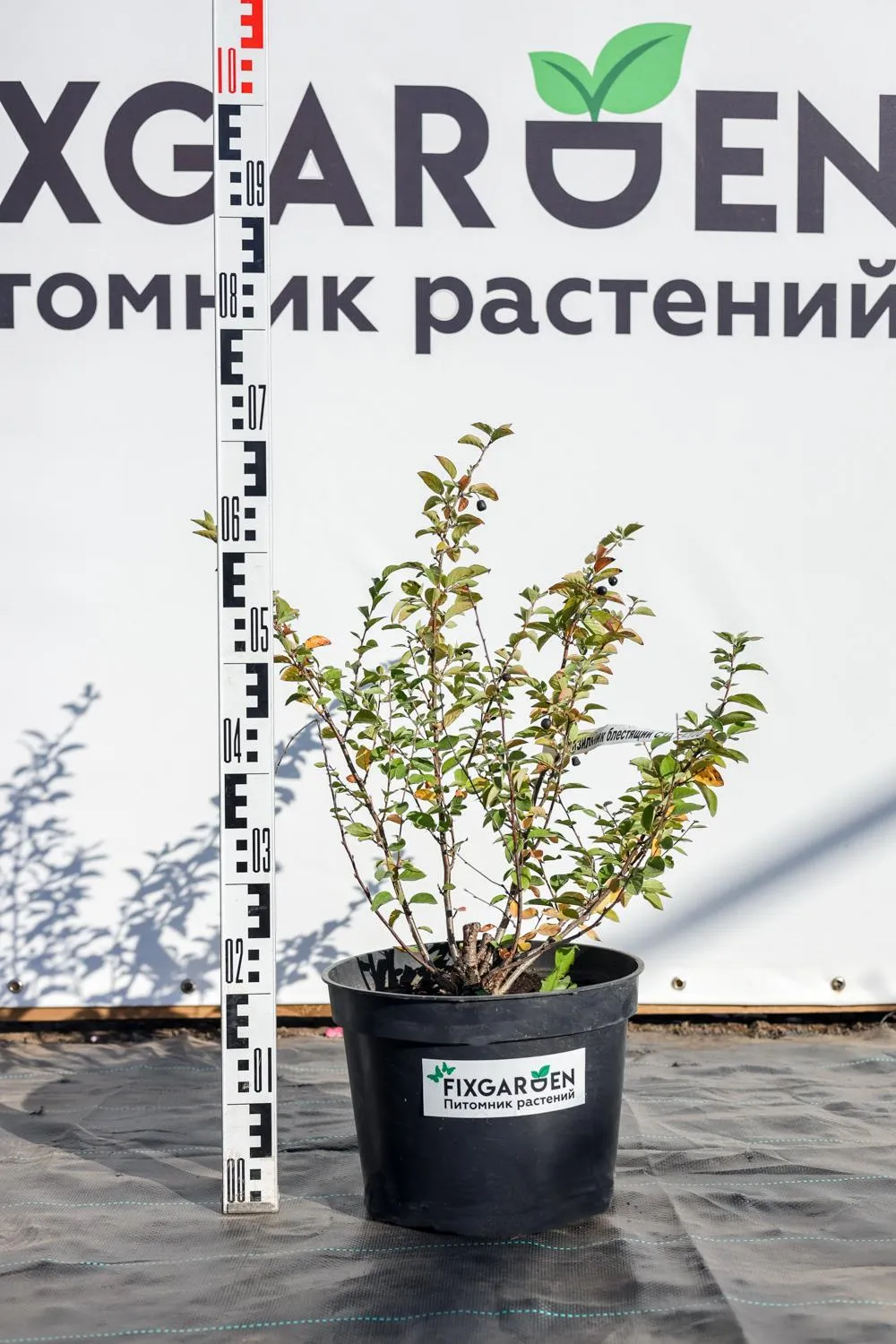 Кизильник блестящий