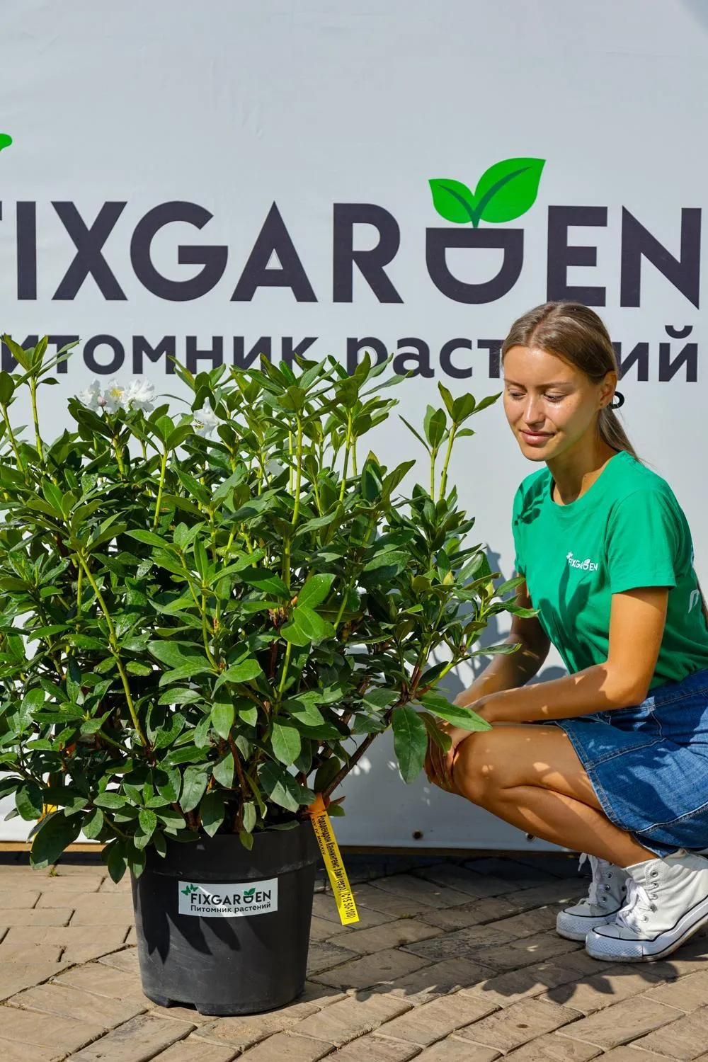 Рододендрон гибрид. Каннингемс Уайт