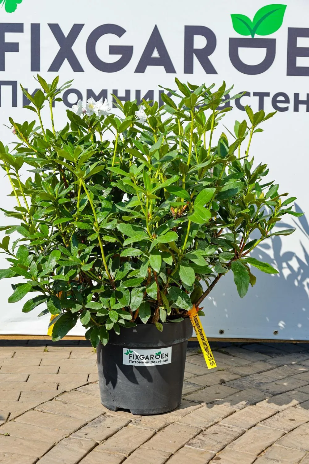 Рододендрон гибрид. Каннингемс Уайт