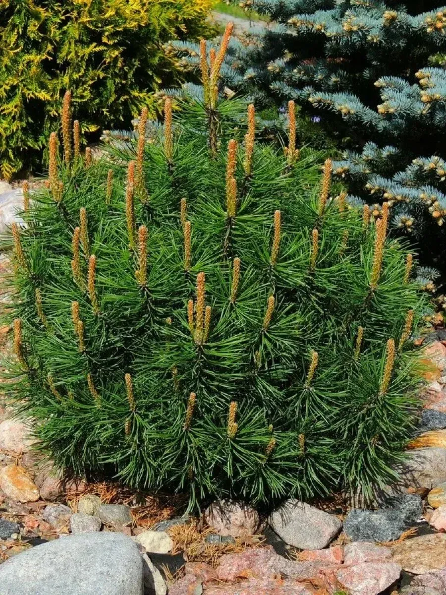 Сосна горная