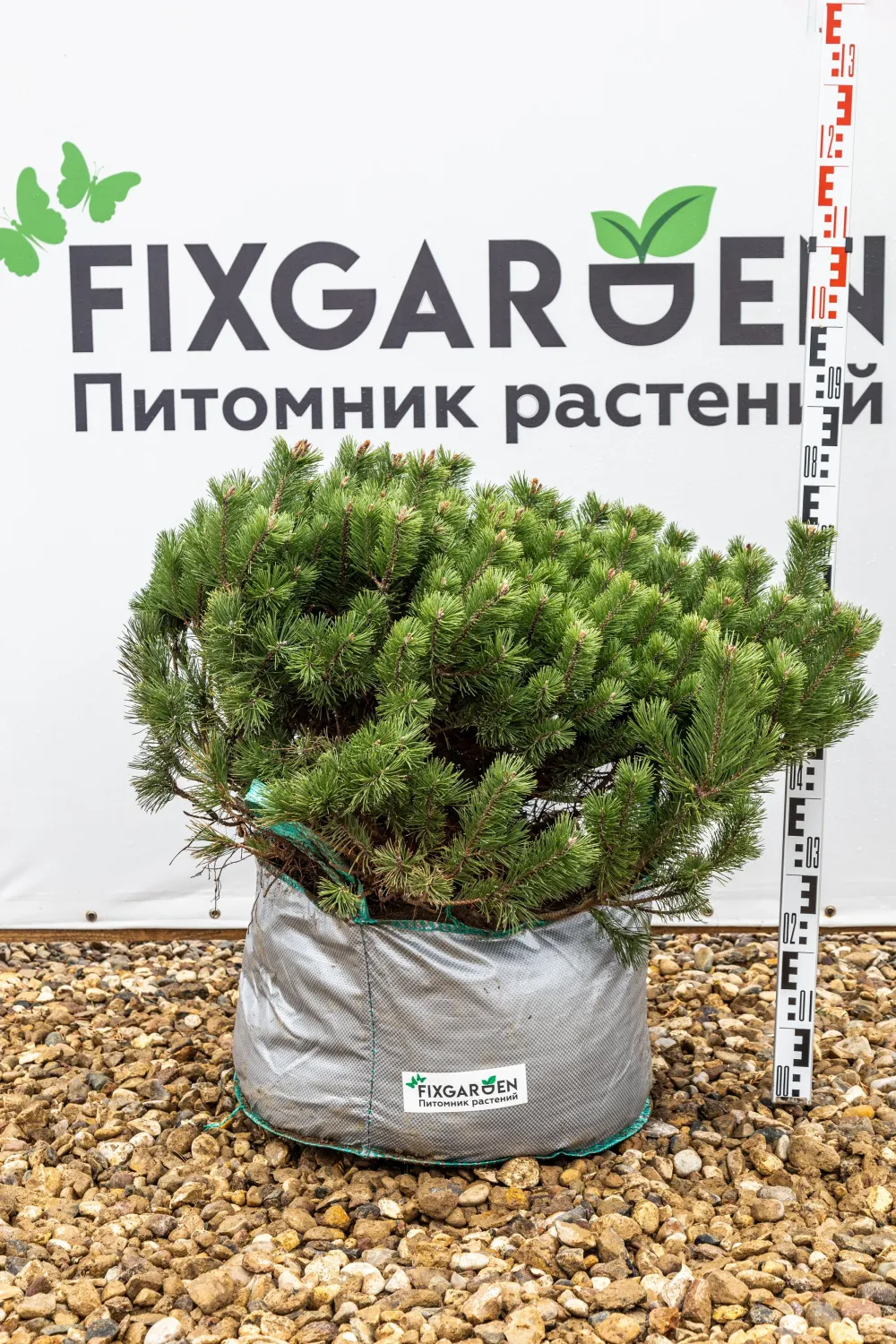 Сосна горная