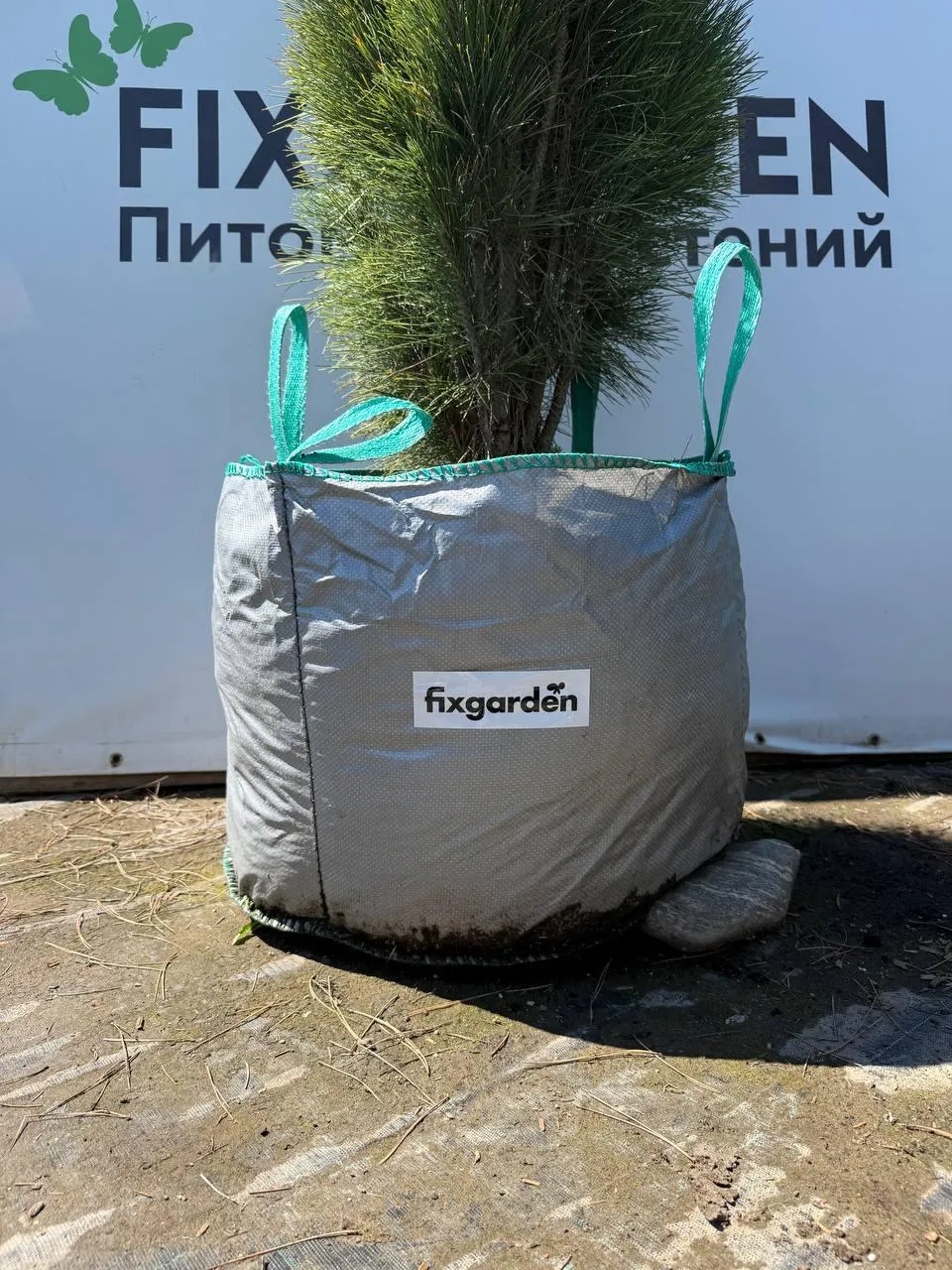 Сосна черная Грин Тауэр