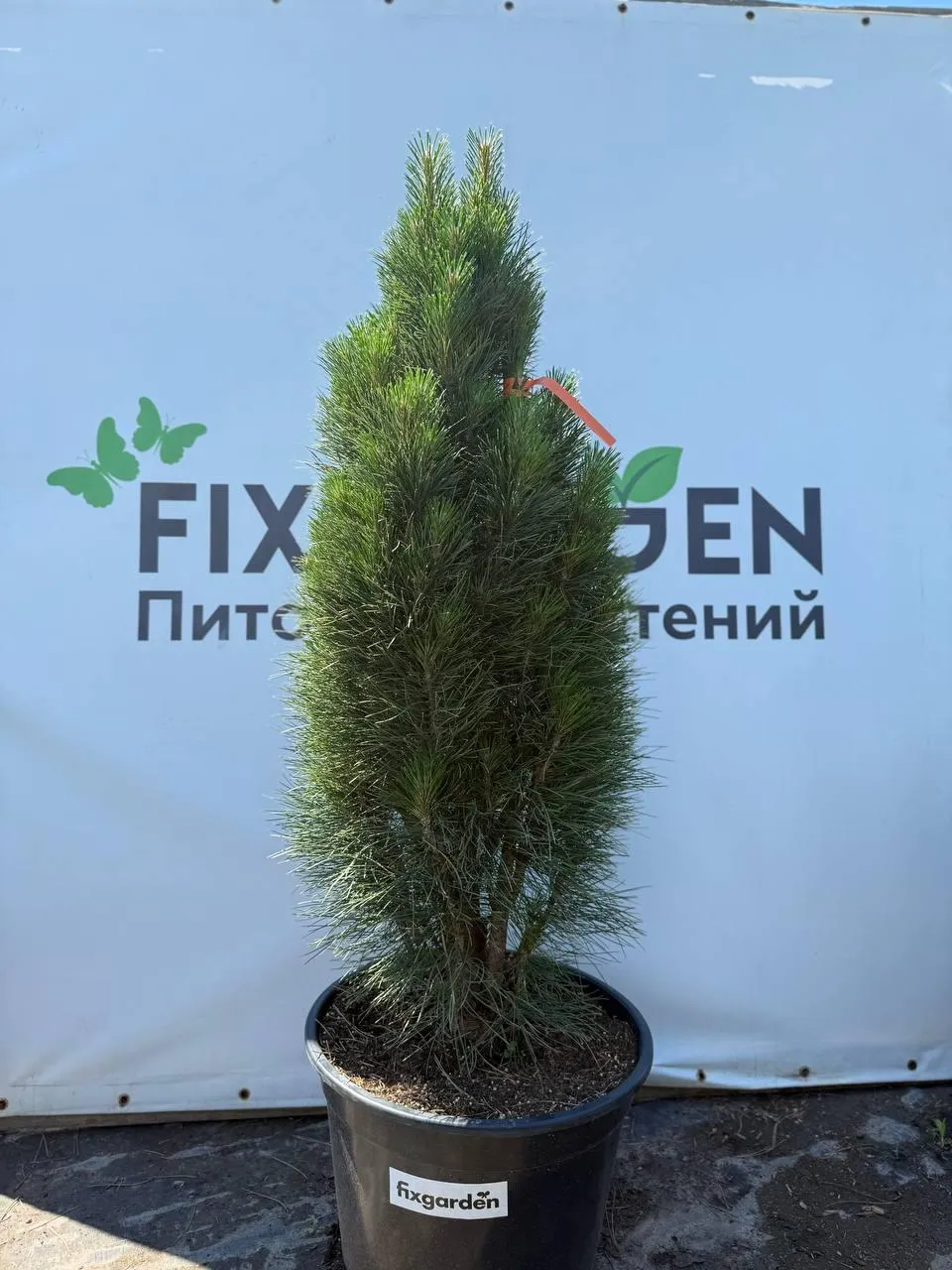 Сосна черная Грин Тауэр