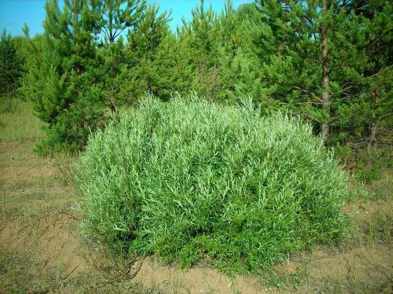 Ива Розмаринолистная