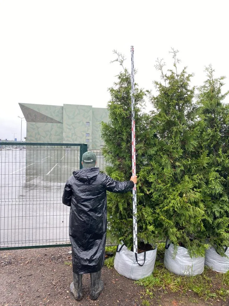 Туя западная Брабант