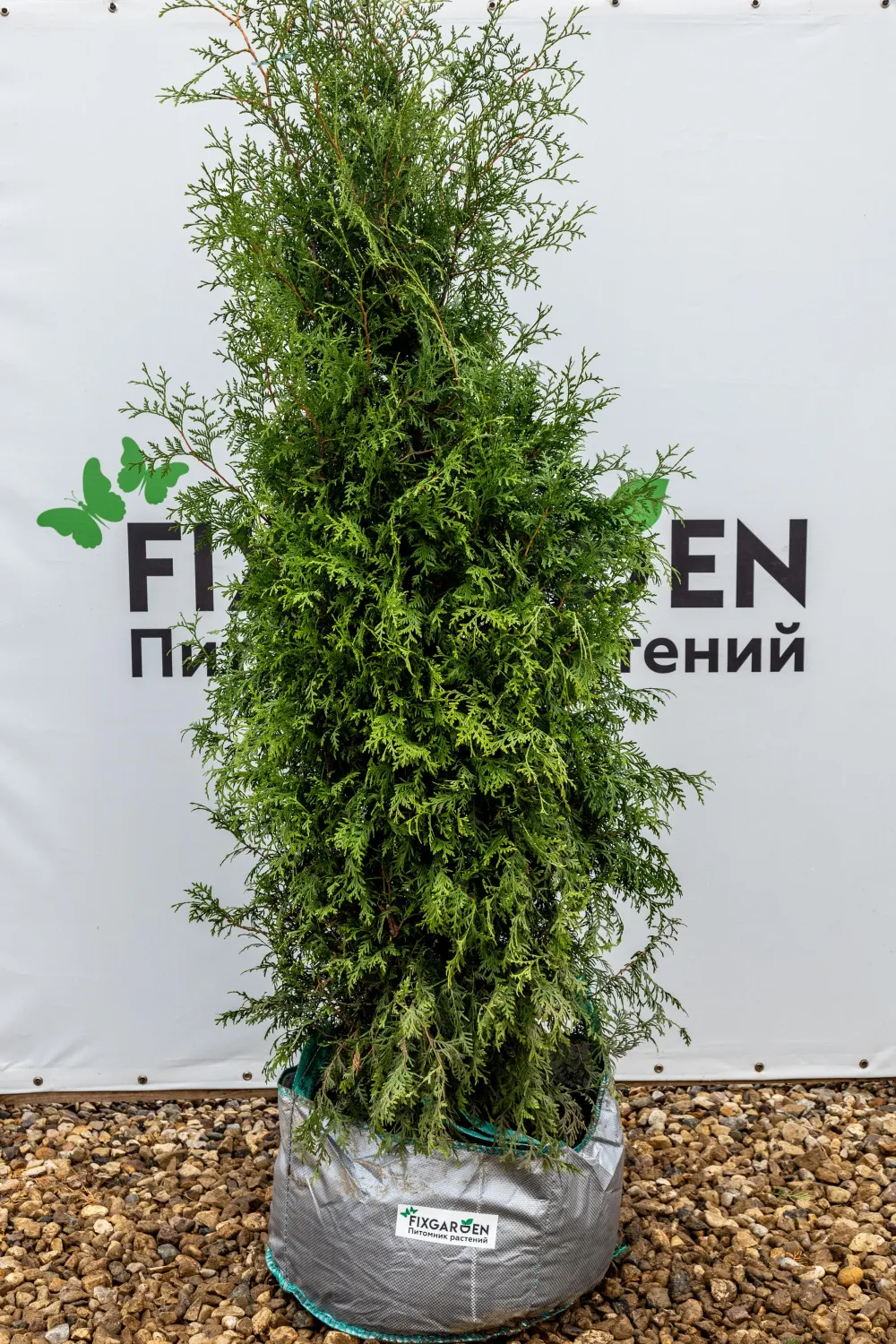 Туя западная Брабант