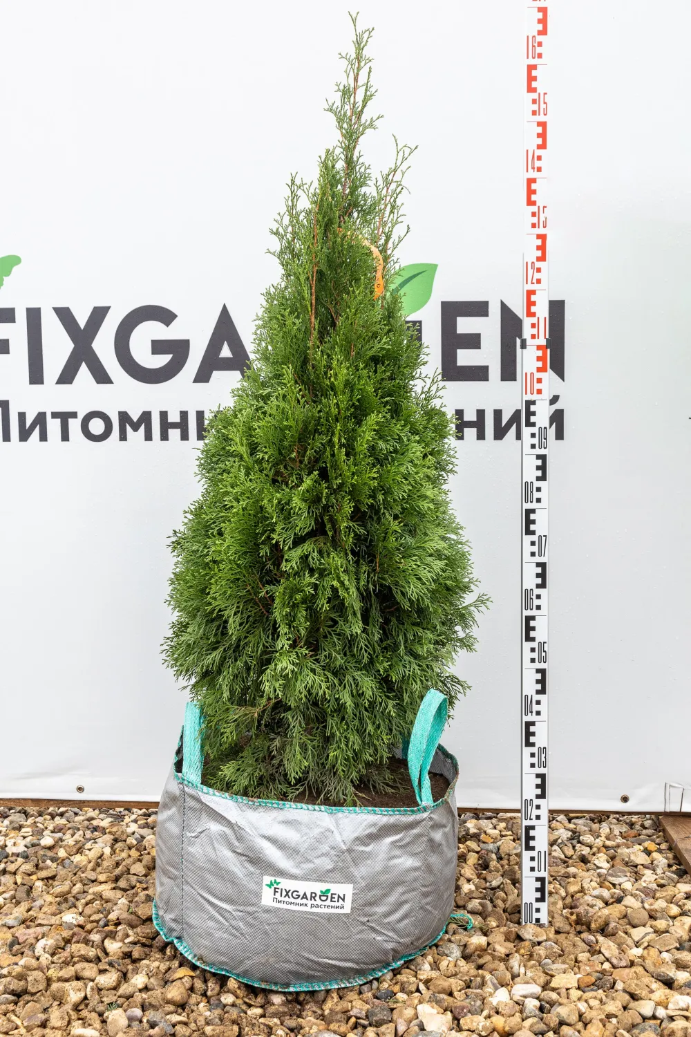 Туя западная Смарагд