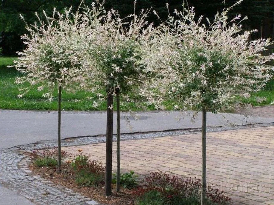 Ива Хакуро Нишики