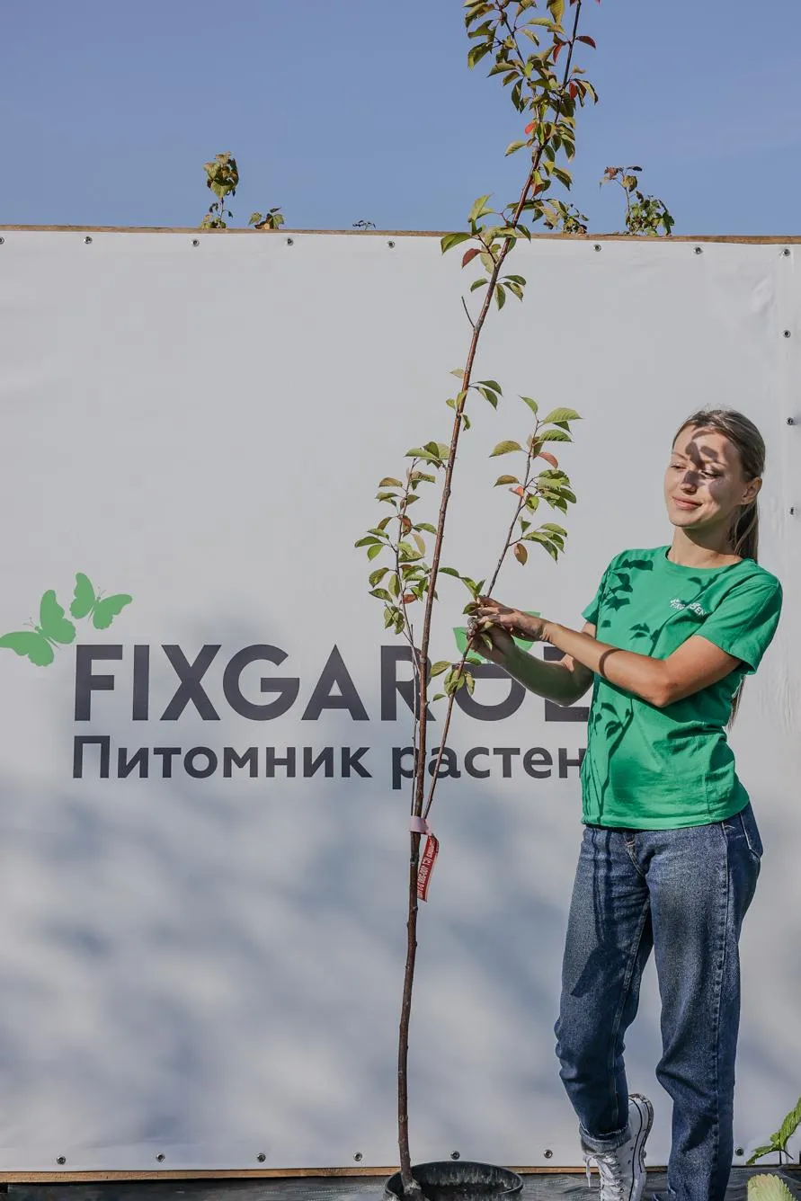 Вишня Малышка