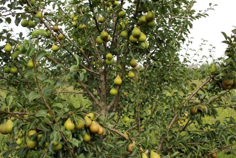 Груша Кокинская