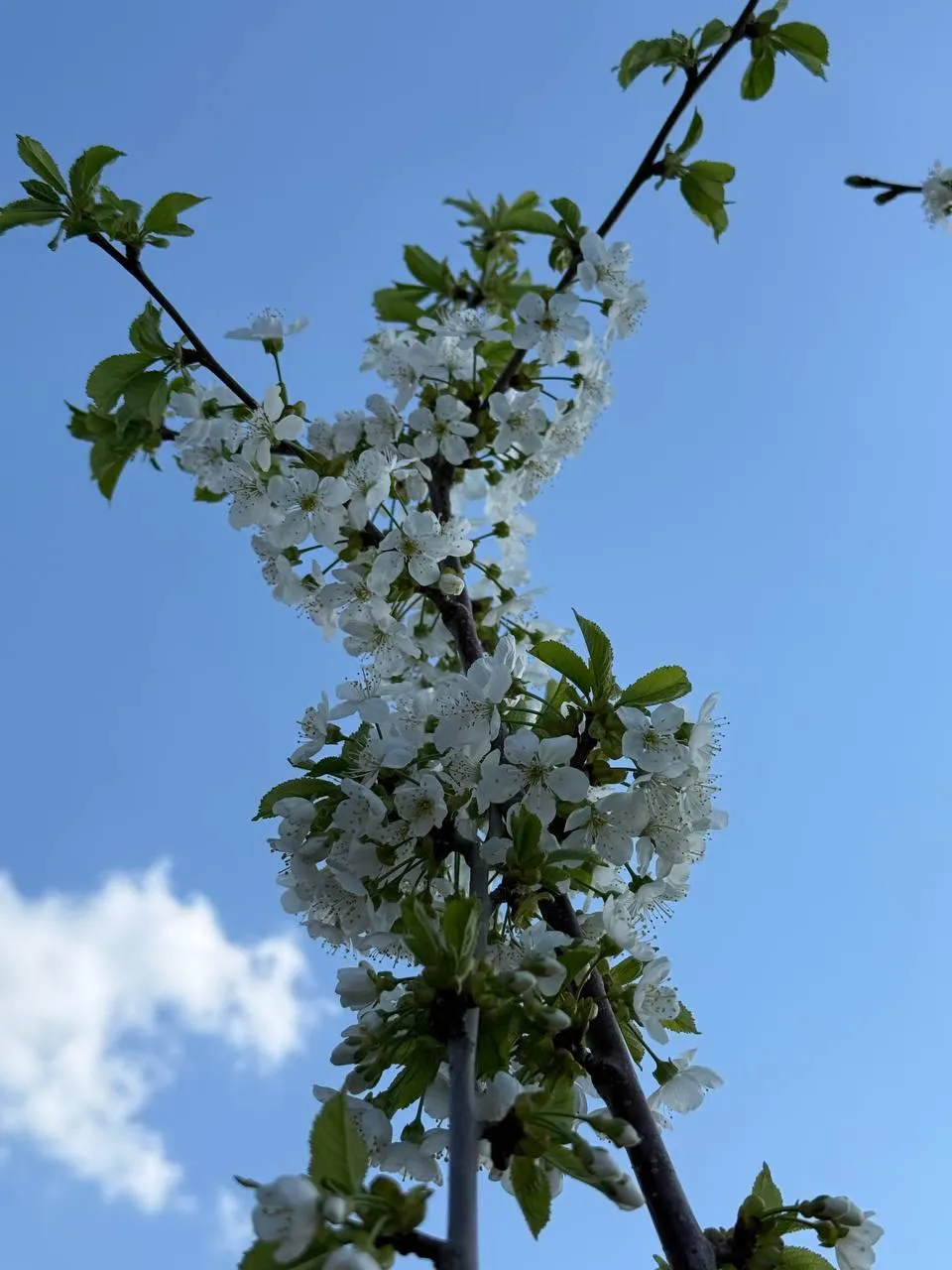 Черешня Ревна