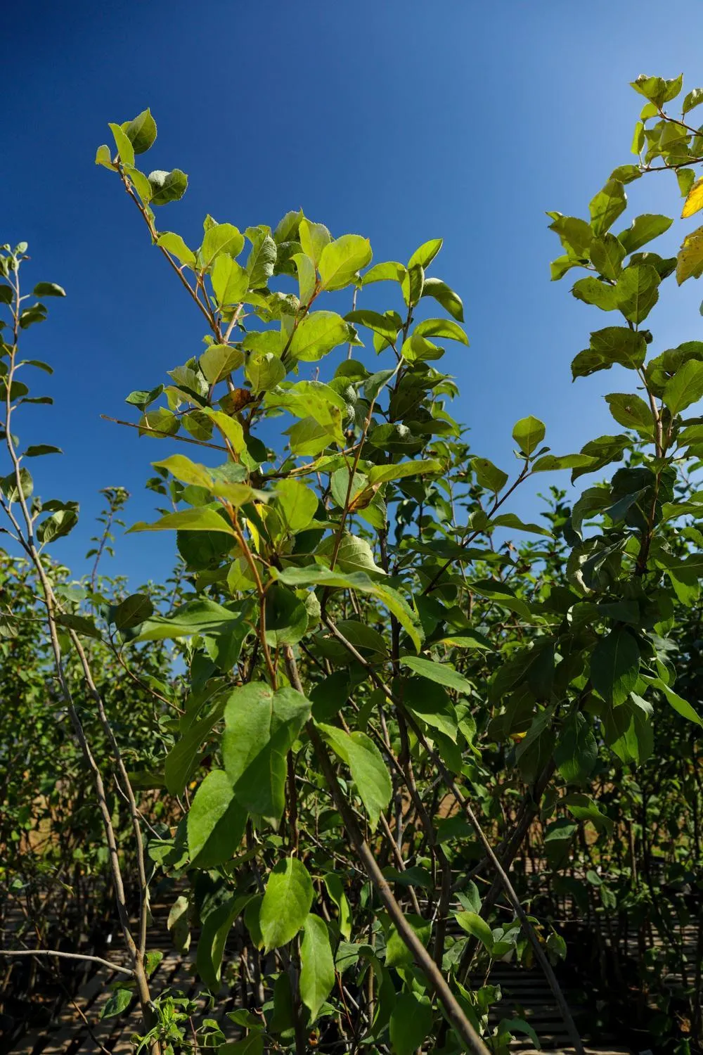 Яблоня Жигулевское