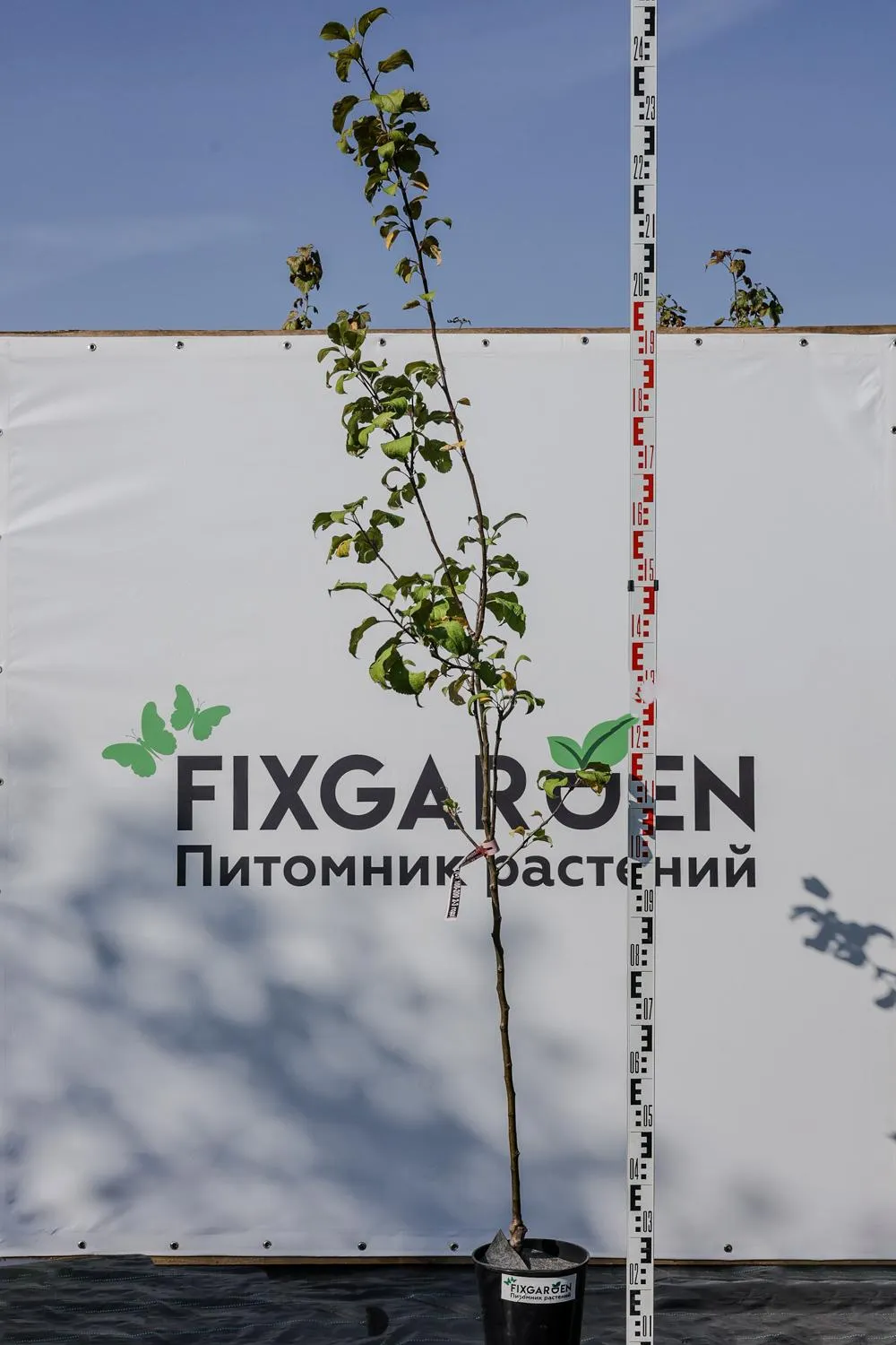 Яблоня Салют