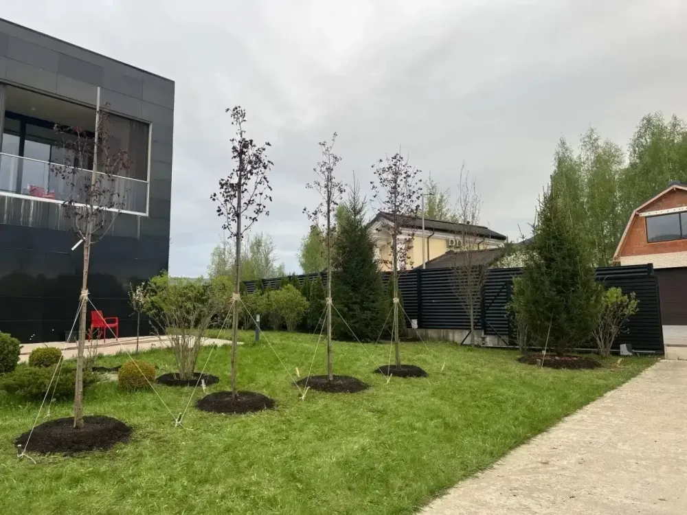 Клен Остролистный Фассенс Блэк
