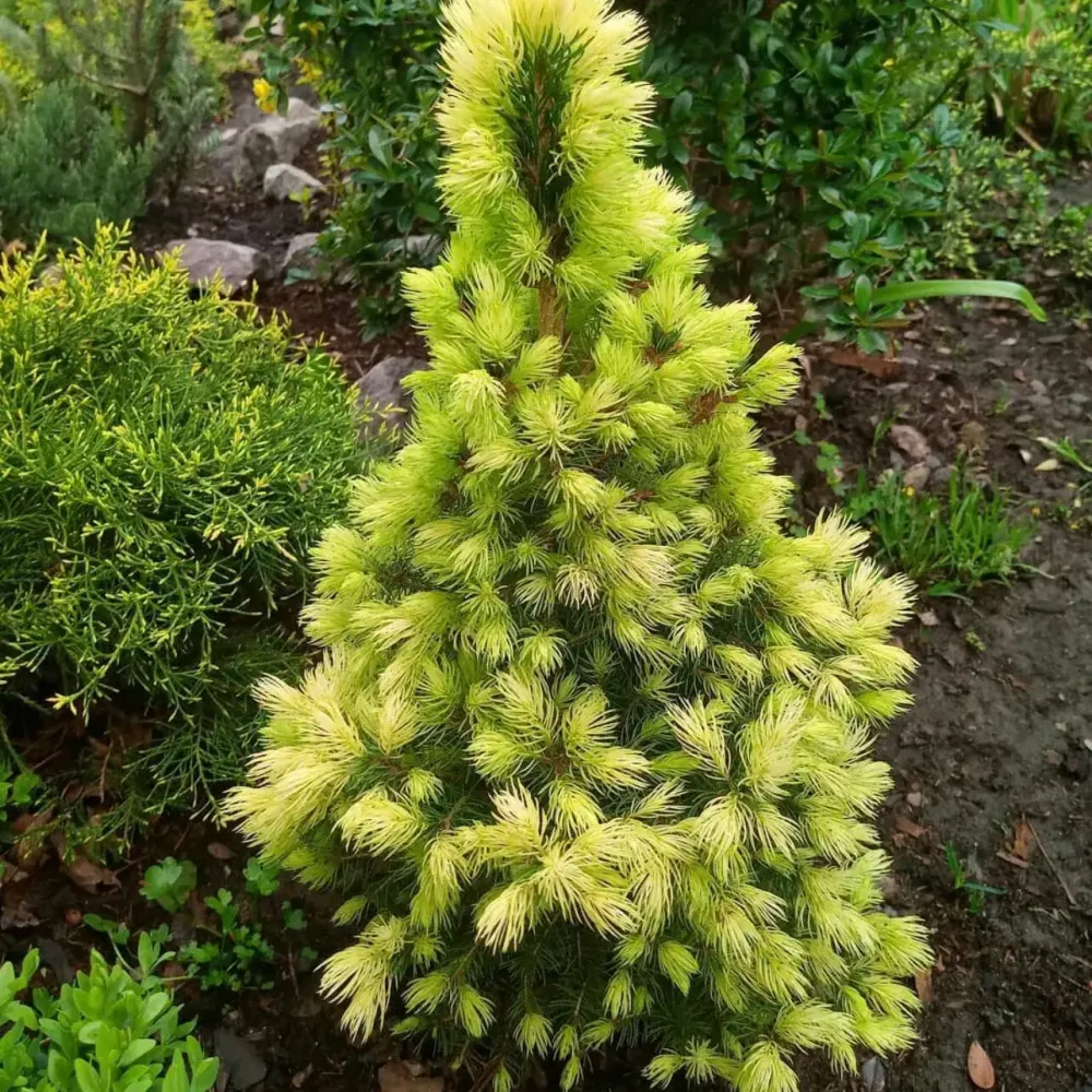 Ель канадская Дейзи Вайт