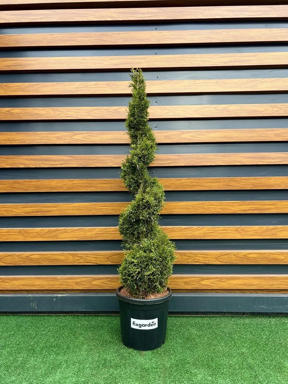 Туя западная Смарагд
