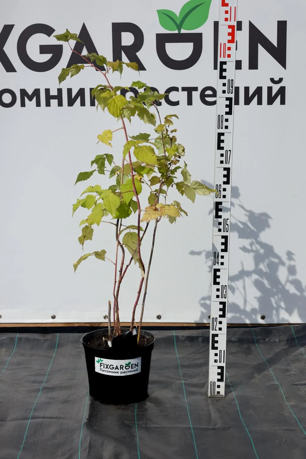 Малина Красная гвардия