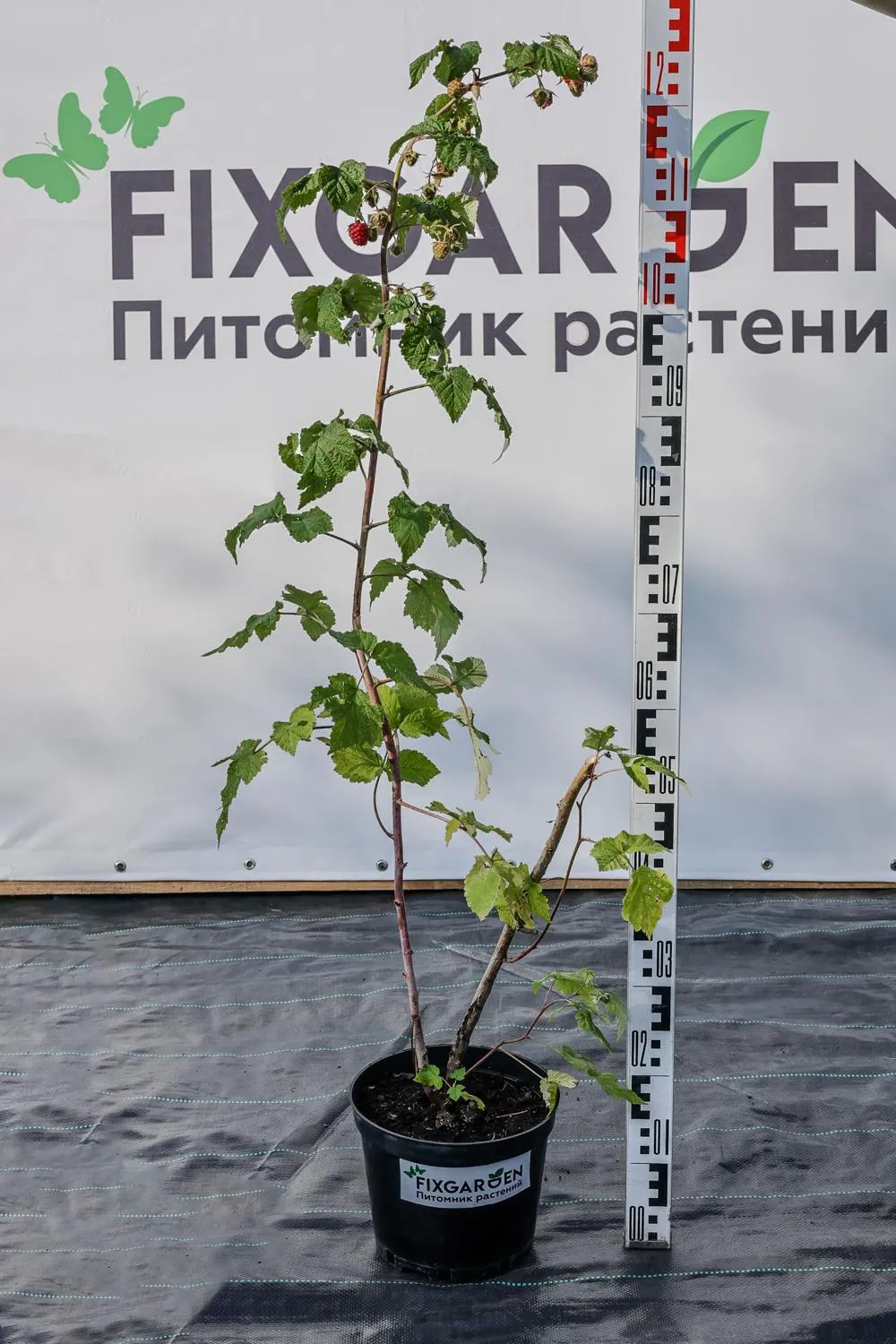Малина Красная гвардия