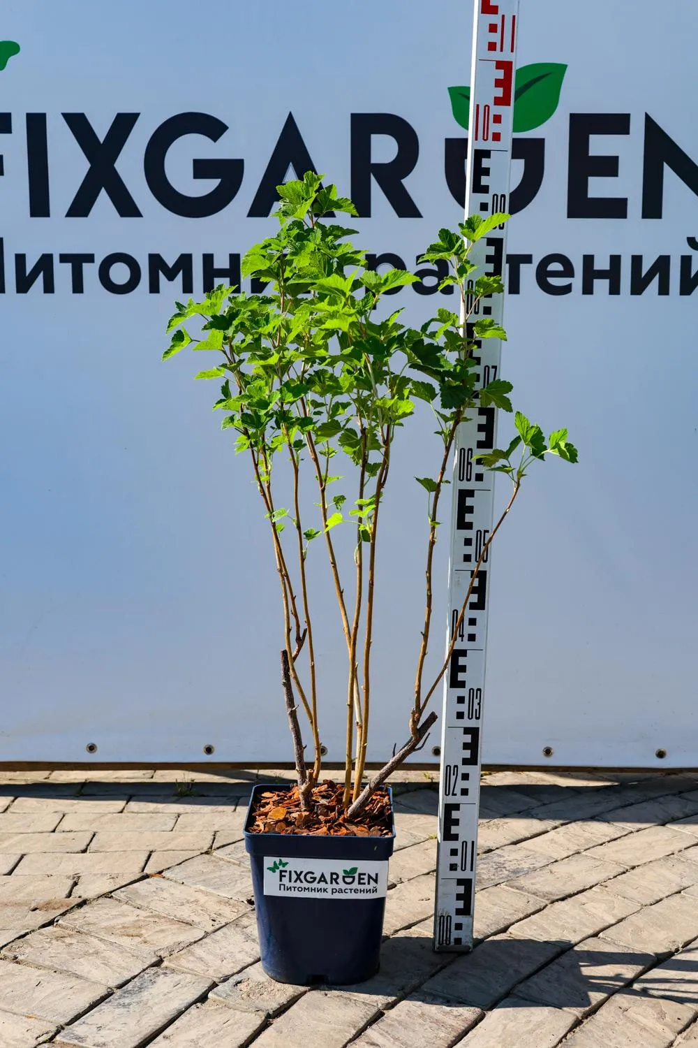 Смородина черная Чудное Мгновение